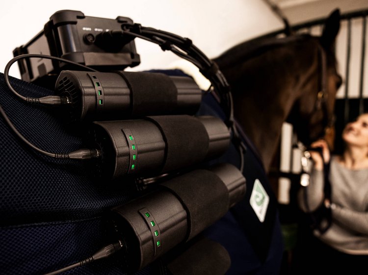 Ein Pferd mit Equine Balance Radiofrequenz-Therapiegerät im Stall